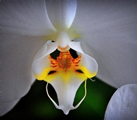 Orkide - Fotoraf: Ali Onursal fotoraflar fotoraf galerisi. 