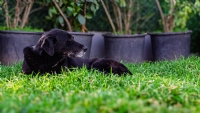 Köpek