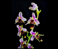 Ar Orkidesi  (sahlep)